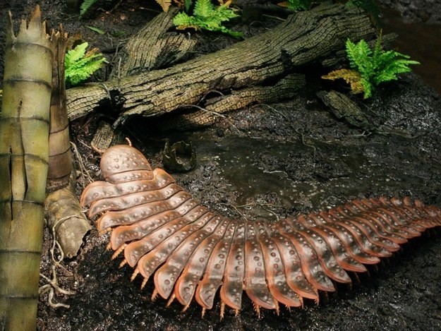 Massive millipedes